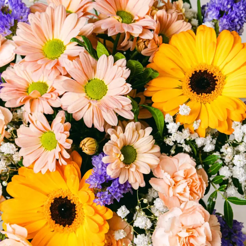 Güneşli Gerbera