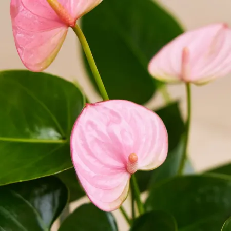 Pembe Antoryum